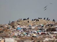 Зі сміттєзвалища під Києвом лунають дивні звуки