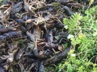 На Київщині браконьєри наловили раків на тисячі гривень