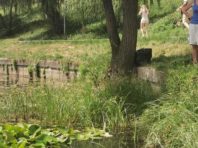 У столиці проведуть паспортизацію малих річок та водойм