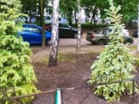 Замість МАФу – ялинки: у столиці облаштували територію