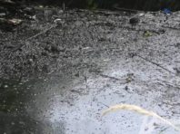 У Державній екологічній інспекції України пояснили свою позицію щодо забруднення озера Лугове