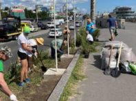 На загазованій вулиці Подолу висадили зелену стіну з рослин