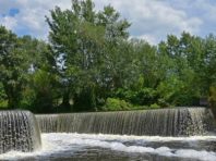 У київському урочищі пройшла експедиція за орхідеями