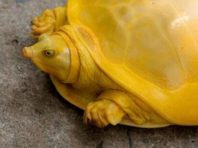 Унікальна жовта черепаха вразила світ [Фото]