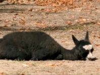 Дитинча альпаки народилося у Київському зоопарку