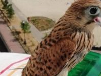 Хижого птаха врятували на Оболоні [Фото]