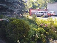 У Київраді пояснили, хто відповідає за полив дерев у місті