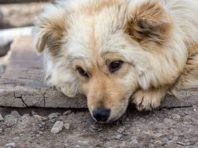 У Києві вандали трощать навіть поїлки для тварин