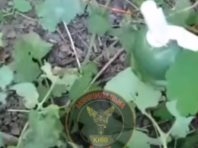 У столичному парку виявили “розтяжку” з гранатою