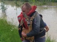 Мисливці врятували з води стадо козуль на Буковині