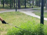 У столиці почали боротьбу з амброзією