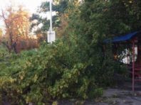У Києві після негоди прибирають повалені дерева