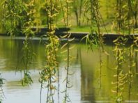 У Дніпровському районі Києва з’явиться новий парк