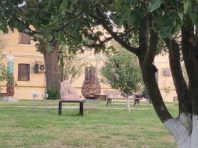 На території Михайлівського собору влаштували «Едемський сад»