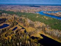 У Чорнобильському заповіднику знайшли червонокнижних комах