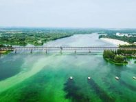 Зупинити «цвітіння» Дніпра: Київводоканал закликав підтримати петицію