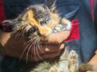 На Київщині витягли крихітне кошеня з глибокого колодязя [Фото]