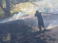 На столичному Голосієві сталася природна пожежа: вигоріла трава та повалені дерева