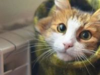 У Шевченківському районі готові до опалювального сезону 93% житлових будинків