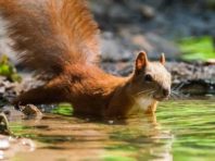 Спекотне перше вересня: в обсерваторії столиці зареєстрували два рекорди