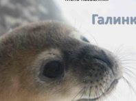 Українці обрали ім’я для маленького тюленяти з острова Галіндез  [Фото]
