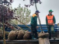 Русанівську набережну в Києві прикрасили магноліями