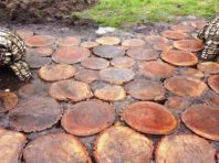 На Березняках з’явилась екологічна доріжка до черепах   [Фото]
