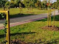 На Березняках висадили «іудині дерева»