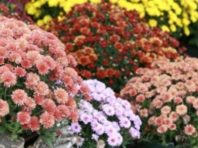 У київському парку вшанують пам’ять видатного українця хризантемами