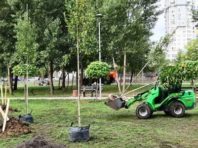 Каштани та катальпи: у Києві висадили понад 300 дерев