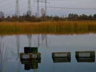 У Чорнобильському заповіднику шукають радіонукліди в рибі [Фото]