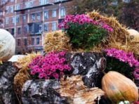 У сквері на Солом’янці «виросли» гарбузи  [Фото]
