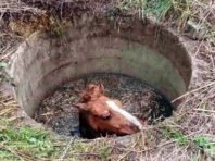 Під Києвом рятувальники дістали коня з колодязя