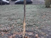 У Дніпровському районі пошматували особливе дерево