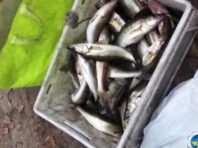 Під Києвом спіймали жадібних рибалок із судаками