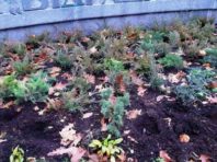 У столичного парку вкрали 16 кущів ялівцю