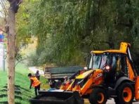 У Святошинському районі посадили кулясті акації   [Фото]