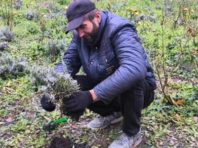 У столичному парку «квіткові злодії» саджали рослини