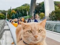 Герой вулиць та соцмереж: київський кіт зібрав тисячі «сердечок» [Фото]