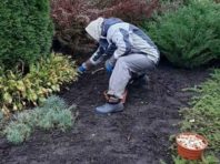 У Дніпровському районі поміж хризантем висадили тюльпани [Фото]