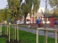 У Деснянському районі висадили більше тисячі кущів