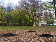 У Святошинському районі висадили катальпи та клени