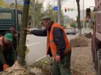Біля Дарницької площі посадили дорослі дерева