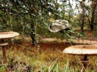 У Чорнобилі знайшли гриби рекордних розмірів [Фото]