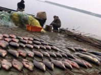 У забороненій зоні на Київщині браконьєр наловив лящів на 33 тисячі гривень
