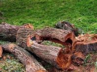 На Березняках спиляли старі верби: «дерево Цоя» залишили [Фото]
