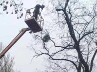Дерева у столичних парках чистять від паразитів [Фото]