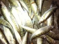 Жадібні рибалки зловили 90 судаків під Києвом