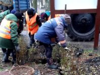 У Святошинському районі висадили живопліт довкола дитячого майданчика