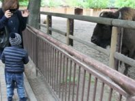 Київський зоопарк прийняв на 130 тисяч гостей більше, ніж минулого року